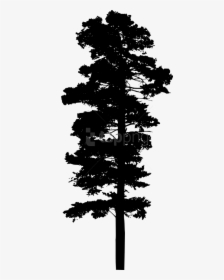 Pine Trees Silhouette Png - Pine Trees Free Silhouette, Transparent Png, Transparent PNG