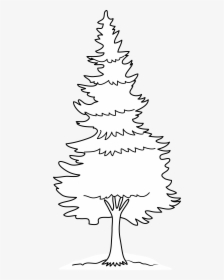 Clipart Forest Pine Tree - Pine Tree Tree Coloring Pages, HD Png Download, Transparent PNG
