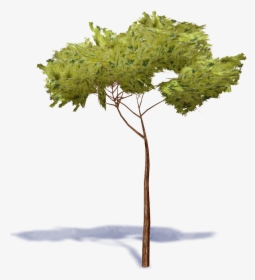 Stone Pine Tree - Stone Pine Tree Png, Transparent Png, Transparent PNG