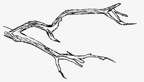 Branch Drawing, HD Png Download, Transparent PNG
