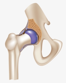Ball And Socket Hip, HD Png Download, Transparent PNG