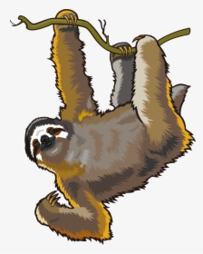 Sloth With No Background, HD Png Download, Transparent PNG