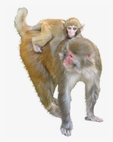 Macaque Ape Monkey - Monkey, HD Png Download, Transparent PNG