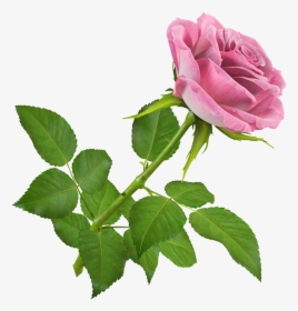 De Nuria D • Publicado En Flores Png, Gifs De Flores - Rose 3d, Transparent Png, Transparent PNG
