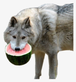 Transparent Watermelon Png - Watermelon Wolf, Png Download, Transparent PNG
