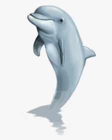 0 Png, Xe - Jumping Dolphin Png, Transparent Png, Transparent PNG