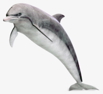 Dolphin Jumping Png Image Free - Dolphin, Transparent Png, Transparent PNG