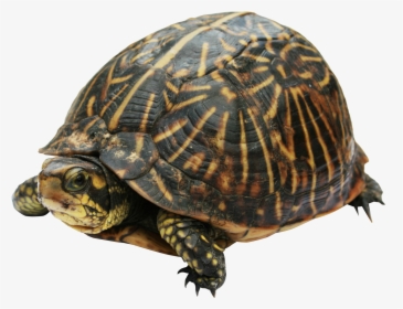 Turtle Png - Box Turtle Png, Transparent Png, Transparent PNG
