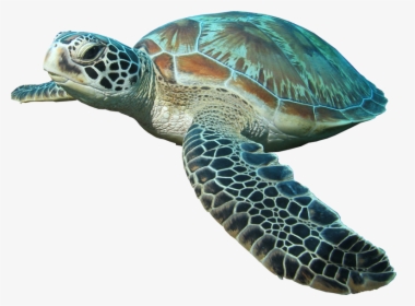 Transparent Background Sea Turtle Png, Png Download, Transparent PNG