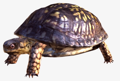 Turtle Png, Transparent Png, Transparent PNG