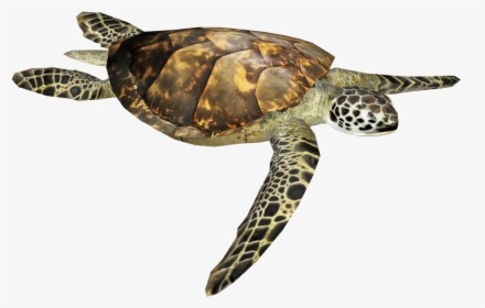 Sea Turtle Png Image - Hawksbill Sea Turtle, Transparent Png, Transparent PNG