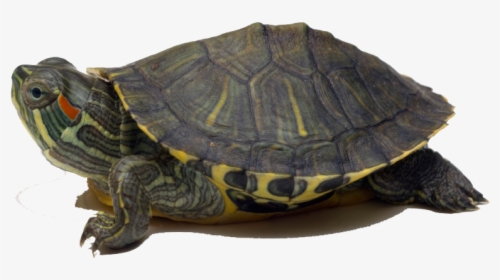 Turtle Png Image Download - Red Eared Slider Transparent, Png Download, Transparent PNG