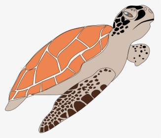 Clipart Sea Turtle, HD Png Download, Transparent PNG