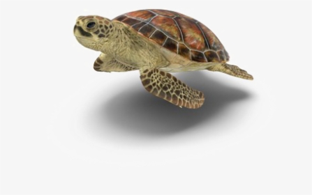 Turtle Transparent Background - Transparent Background Transparent Turtle, HD Png Download, Transparent PNG