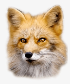 Fox - Fur Is Worn By Beautiful Animals And Ugly People, HD Png Download, Transparent PNG