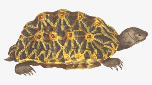 Turtle, Animal, Reptile, Vintage, Isolated, Png - Box Turtles Clip Art, Transparent Png, Transparent PNG
