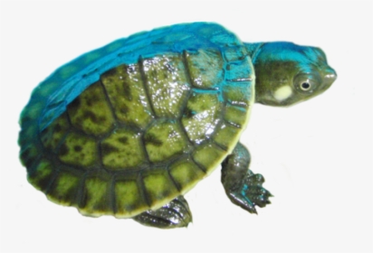 Turtle, Png V - Small Turtle Png, Transparent Png, Transparent PNG