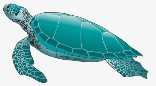 Turtle Png Pic - Skip The Straw Save A Sea Turtle, Transparent Png, Transparent PNG