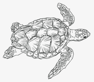 Loggerhead Turtle Clip Arts - Sea Turtle Line Art, HD Png Download, Transparent PNG