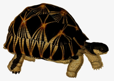 Turtle Png Background - Turtle, Transparent Png, Transparent PNG