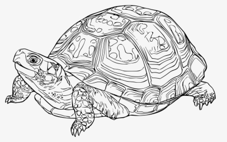 Eastern Box Turtle Clip Arts - Eastern Box Turtle Drawing, HD Png Download, Transparent PNG