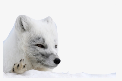 Arctic Fox Png Background - Arctic Fox, Transparent Png, Transparent PNG