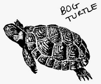 Bog Turtle Clip Arts - Black And White Bog Turtle, HD Png Download, Transparent PNG
