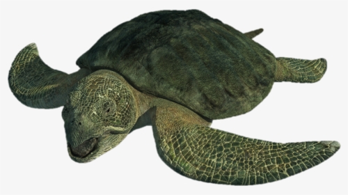 Turtle Png Download Image - Protostega Turtle, Transparent Png, Transparent PNG