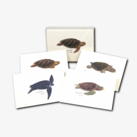 Transparent Sea Turtle Png - Leatherback Sea Turtle, Png Download, Transparent PNG