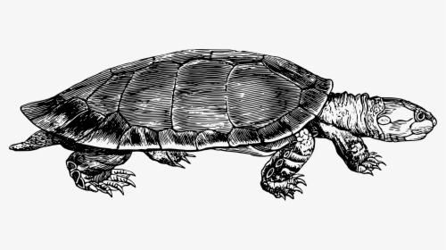 Turtle,reptile,tortoise - Snapping Turtle Vector Icon, HD Png Download, Transparent PNG