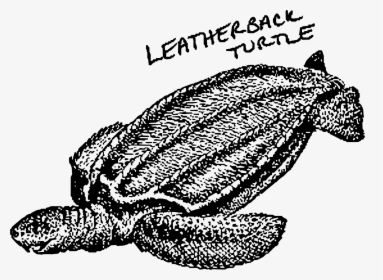 Leatherback Turtle Clip Arts - Sea Turtle Clip Art, HD Png Download, Transparent PNG