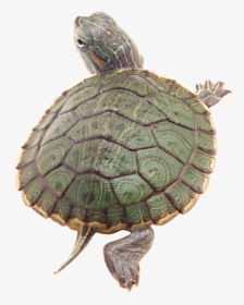 Download And Use Turtle Icon Clipart - Red Ear Box Turtle, HD Png Download, Transparent PNG