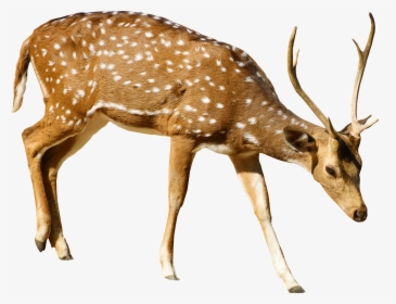 Brown Deer With White Spots Standing Png Image - Deer Png, Transparent Png, Transparent PNG