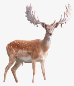 Download Deer Png Image - Deer Png, Transparent Png, Transparent PNG