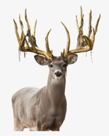 Deer Png Free Image Download - Elk, Transparent Png, Transparent PNG