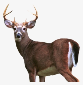 Deer Png Half Size - White Tailed Deer Transparent, Png Download, Transparent PNG