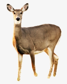 White Tailed Deer No Background, HD Png Download, Transparent PNG