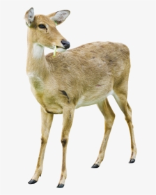 Deer Png Image With Transparent Background - White Tailed Deer Doe White Background, Png Download, Transparent PNG