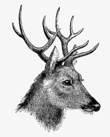 Vintage Deer Head - Head Of Deer Drawing, HD Png Download, Transparent PNG