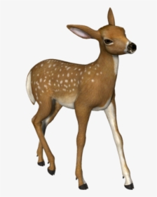 3d Deer Png - Png Deer, Transparent Png, Transparent PNG