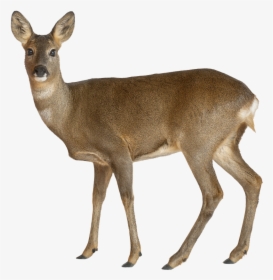 White Tailed Deer On White Background, HD Png Download, Transparent PNG