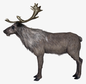 Deer - Skyrim Deer, HD Png Download, Transparent PNG