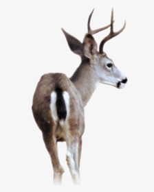 Blacktail Deer - Black Tailed Deer Transparent, HD Png Download, Transparent PNG