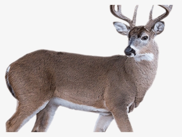 White Tailed Deer Clipart Transparent Background - Deer, HD Png Download, Transparent PNG
