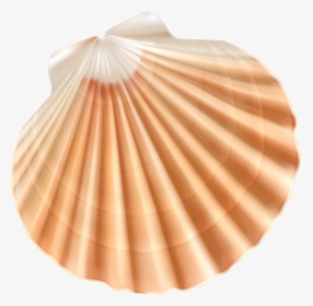 Seashell Clam Clip Art - Shell With Transparent Background, HD Png Download, Transparent PNG