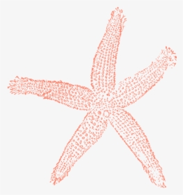 Starfish, Ocean, Water, Close-up, Imprint, Trace, Shape - Coral Starfish Clipart, HD Png Download, Transparent PNG