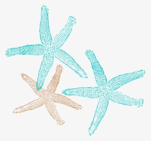 Png Starfish Vector - Free Starfish Clipart, Transparent Png, Transparent PNG
