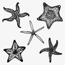 Starfish, Fish, Star, Ocean, Sea, Black, Simple, Summer - Estrella De Mar En Negro, HD Png Download, Transparent PNG