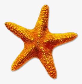 Starfish Png Free Download On Mbtskoudsalg - Starfish Transparent, Png Download, Transparent PNG