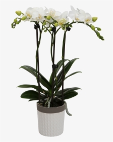 Flower - Orchids - Kolibri Orchids, HD Png Download, Transparent PNG